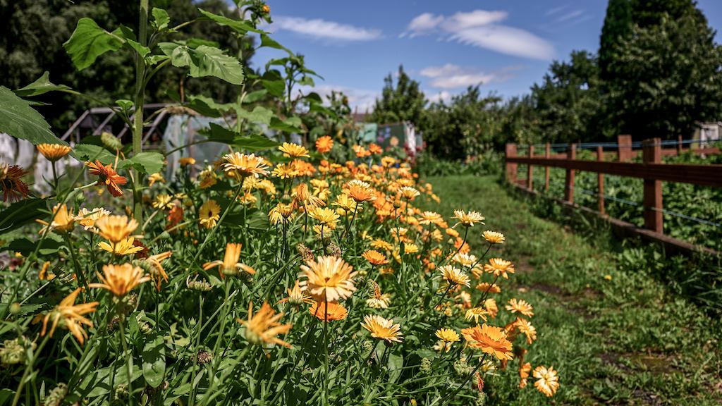Field of flowers in an allotment
